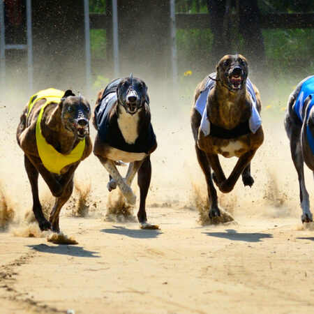 Greyhound Betting Strategies: Tips for Informed Wagering